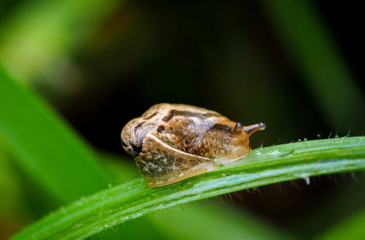 Close-up Of A Snail On A Blade Of Grass