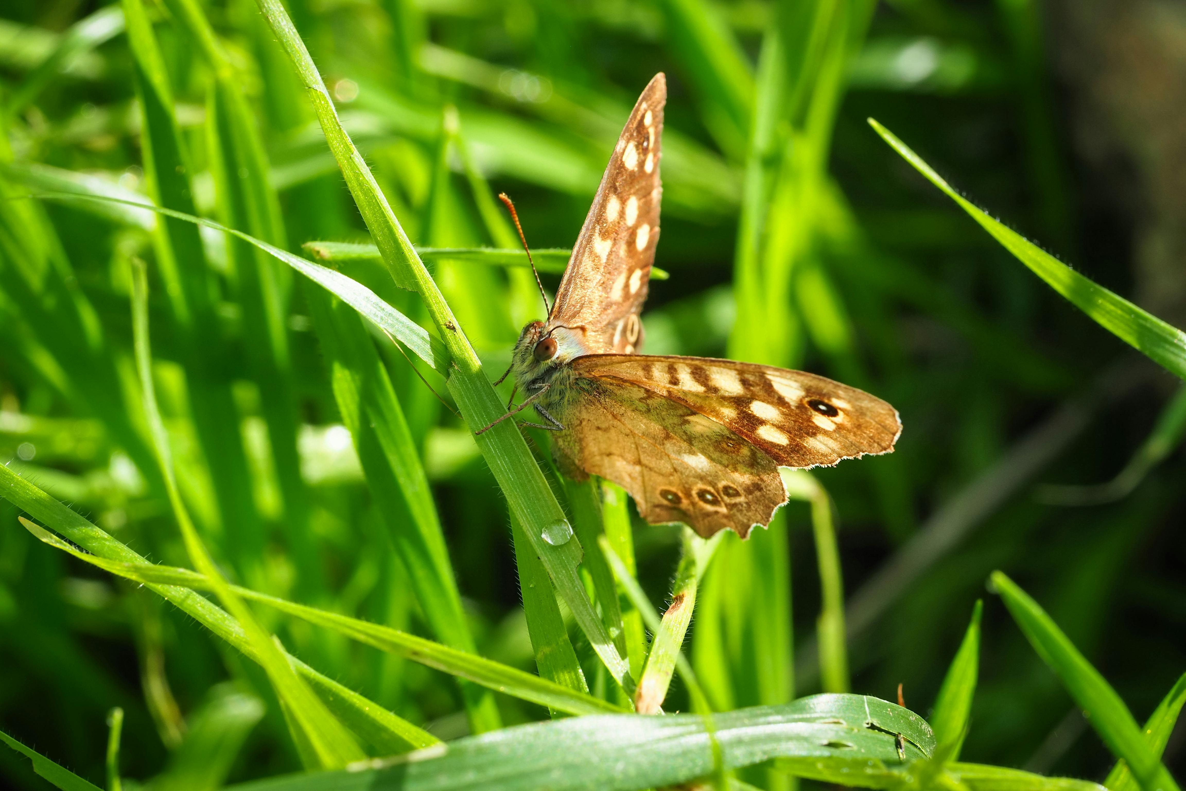 Butterfly Morphing Photos, Download The BEST Free Butterfly Morphing ...