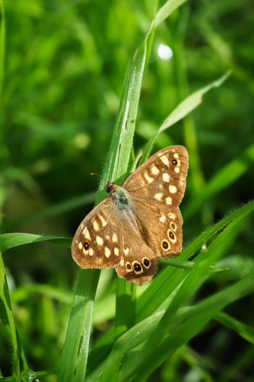 Speckled Wood Buterfly on Grass