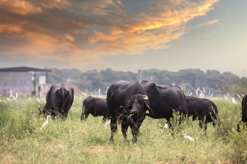 動物攝影, 印度, 奶牛 的 免费素材图片