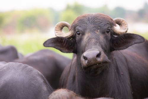 Murrah Buffalo Looking at Camera