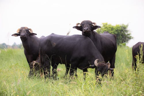 Foto profissional grátis de área, búfalos murrah, chácara