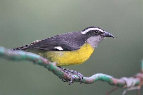 Bananaquit Bird Perching on a Wire Fence