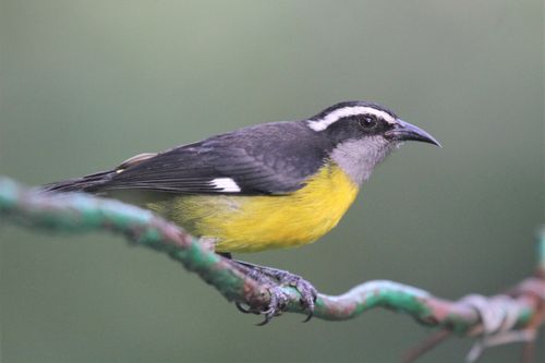 Free A vibrant bananaquit bird perched on a twisted branch in this wildlife close-up. Stock Photo
