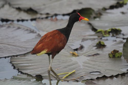 Foto d'estoc gratuïta de aigua, aiguamoll, animal