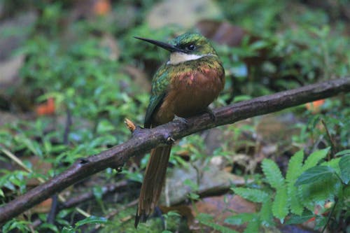 Kostnadsfri bild av bakgrund, fågel, jacamar