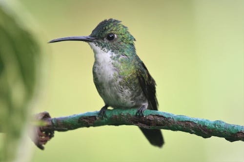 Imagine de stoc gratuită din aviar, colibri, fotografie cu animale sălbatice