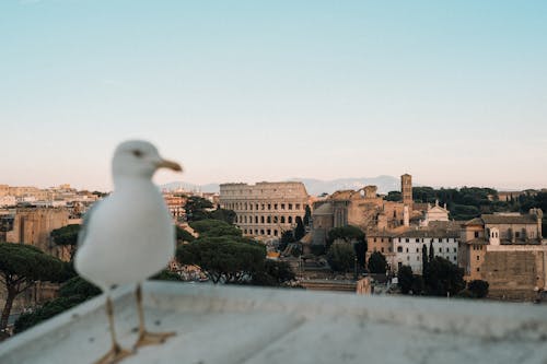 Imagine de stoc gratuită din animal, Colosseum, de epocă