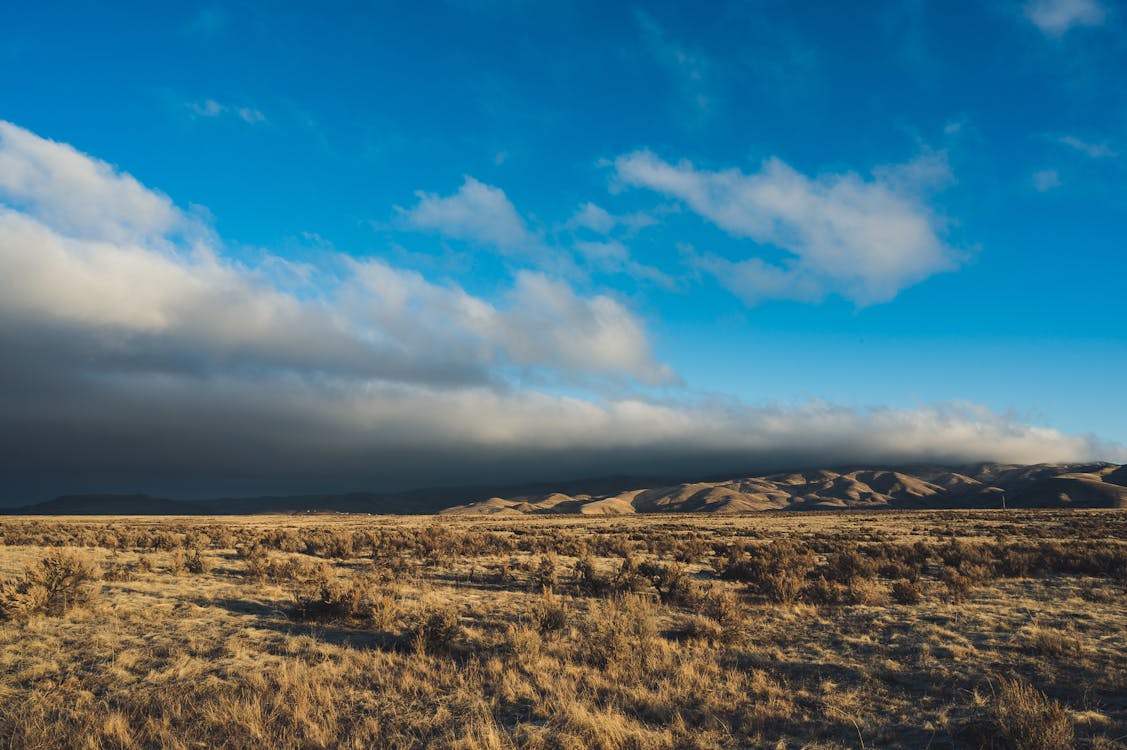 Brown Field Under Blue and White Skies