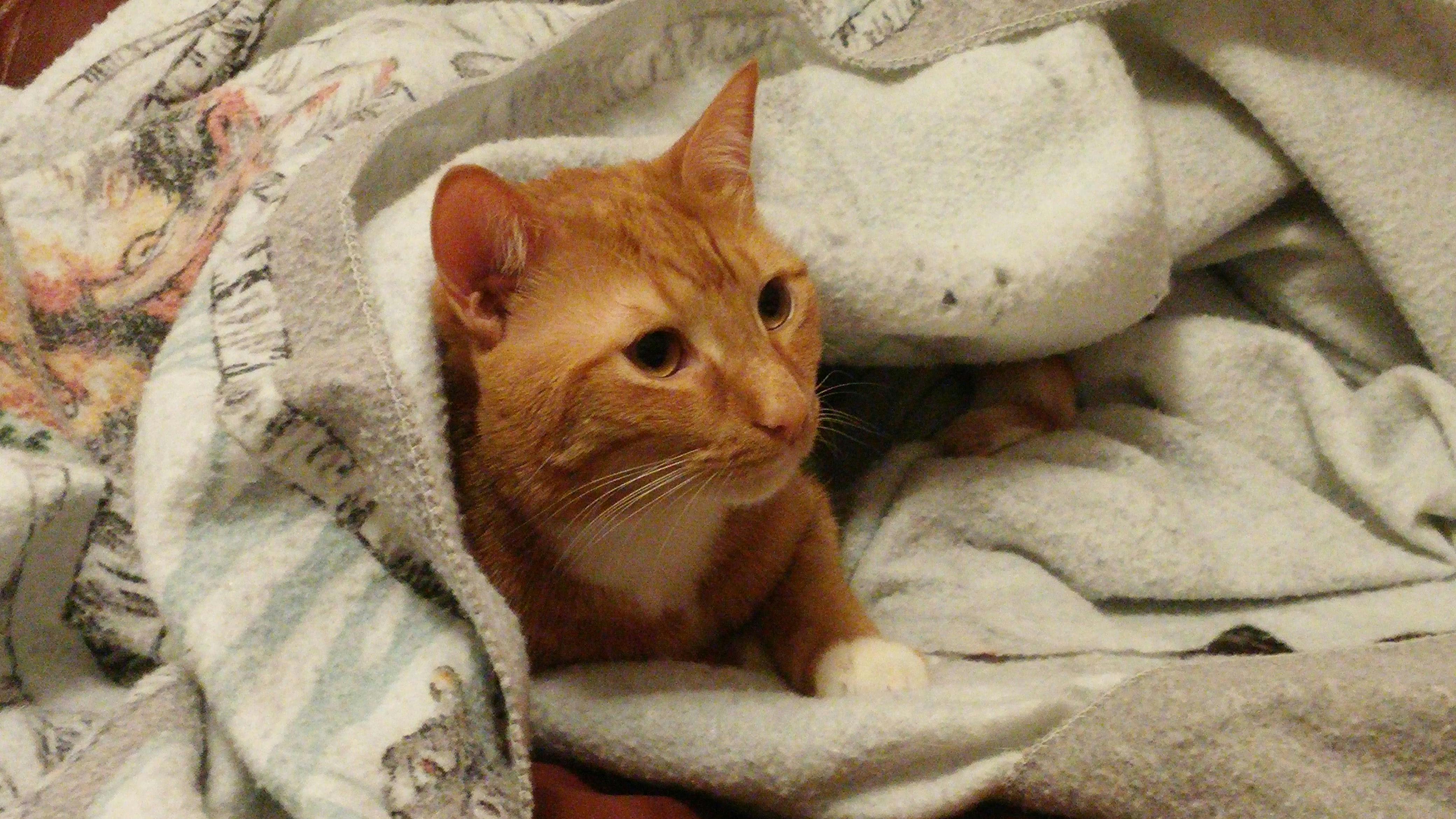 Free stock photo of cat, cat under blanket
