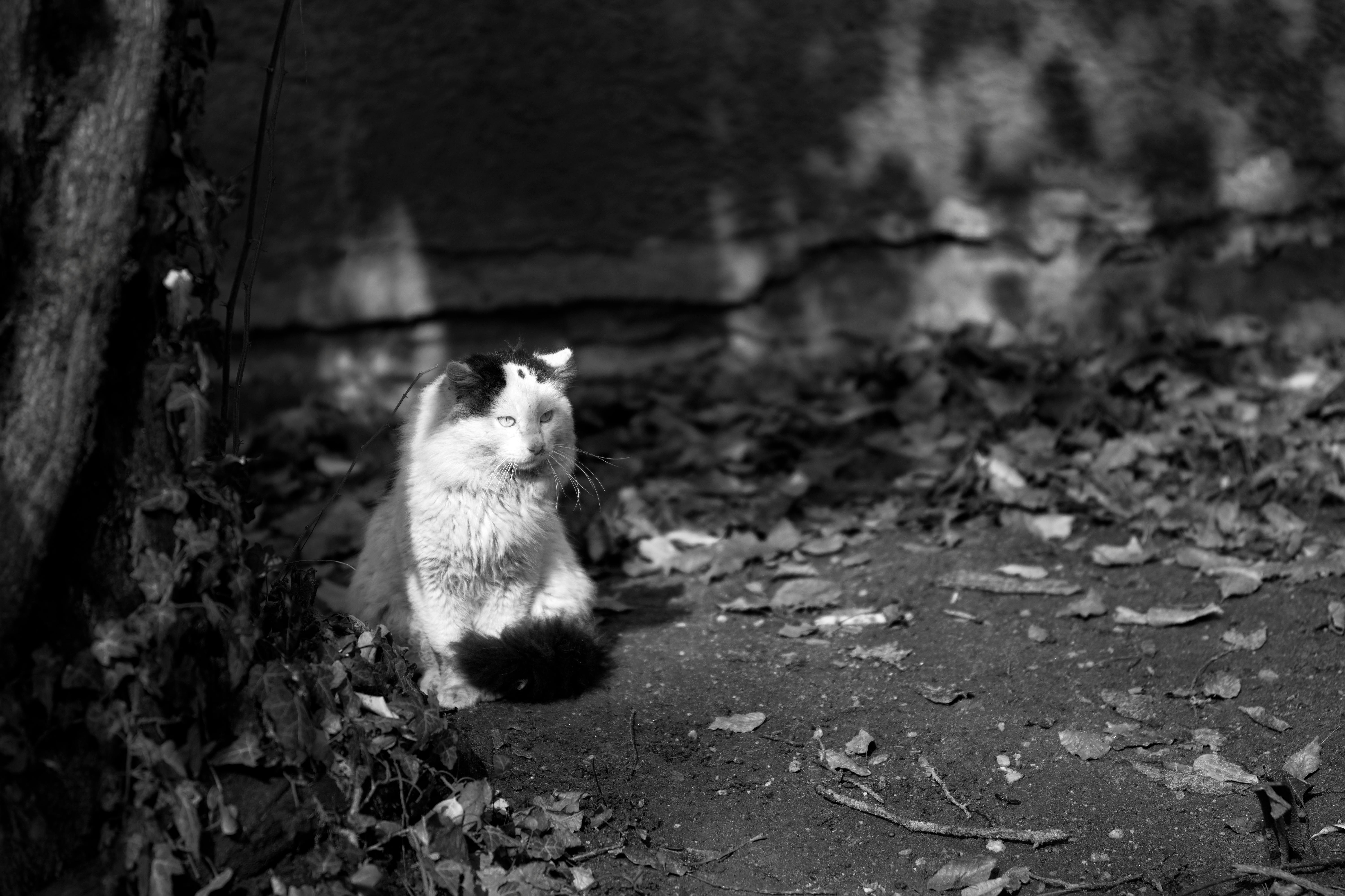 Free stock photo of animal, black and white, cat sitting on the ground