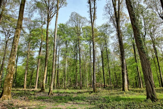 Immagine gratuita di abbaiare, alberi, alberi alti