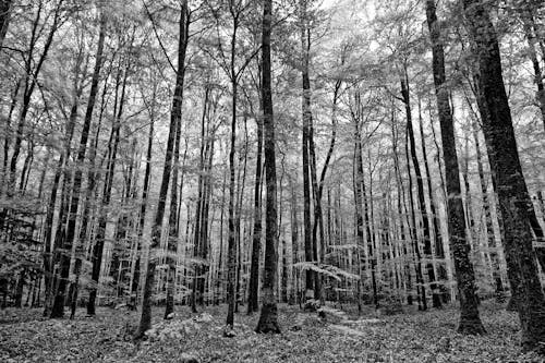 Darmowe zdjęcie z galerii z czarno-biały, drzewa, europa