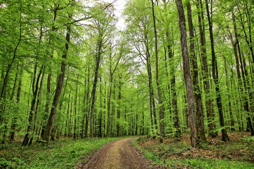 Free Lush green forest with a winding dirt path, Mortagne-au-Perche, Normandy. Stock Photo