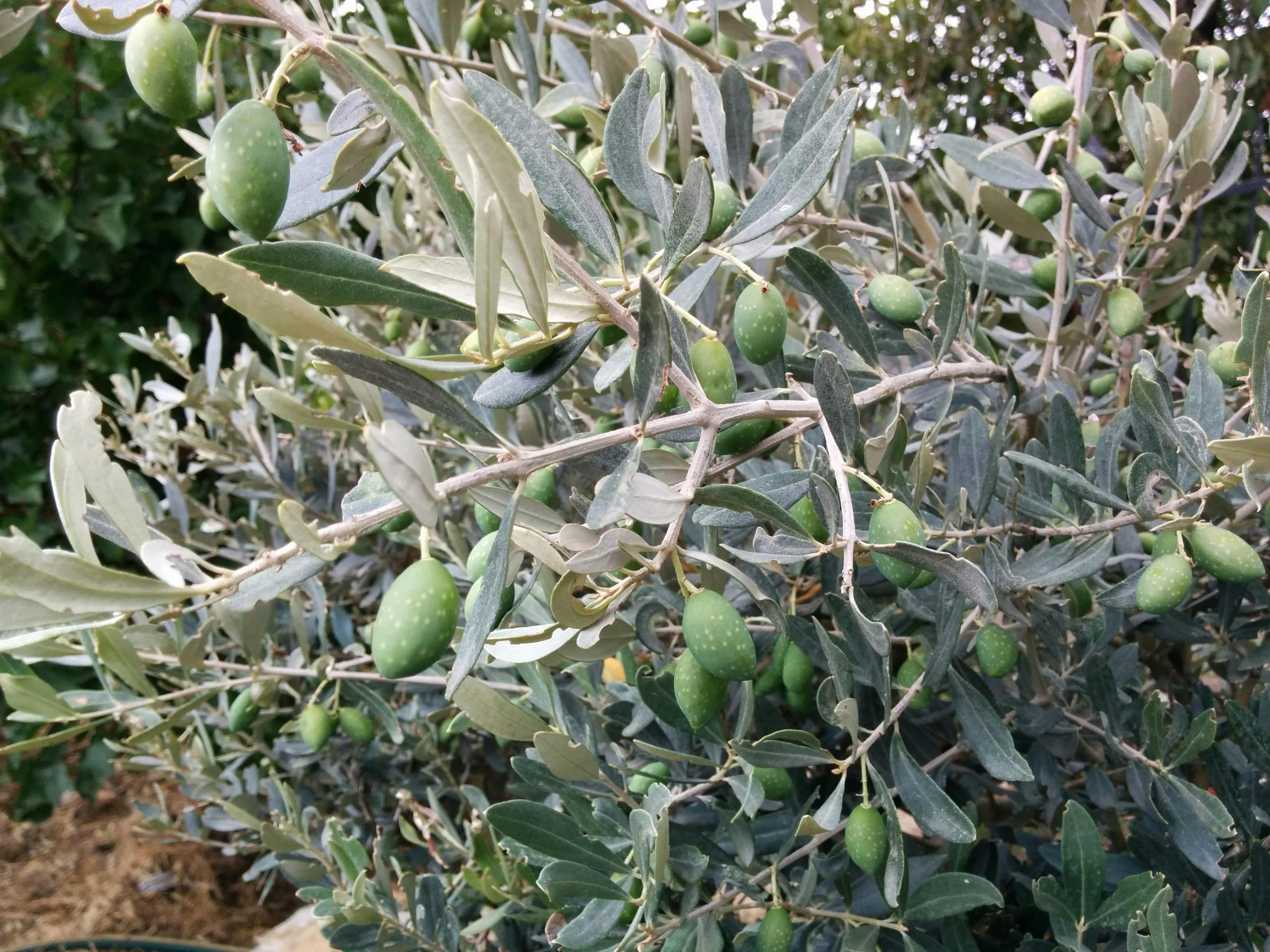 Free stock photo of green olives, olive tree, olives