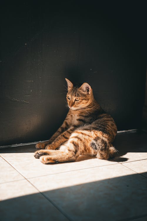 Cat on Sunlit Pavement