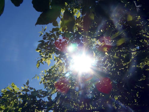 햇빛 그림으로 빨강 및 녹색 야외 식물의 웜의 눈보기