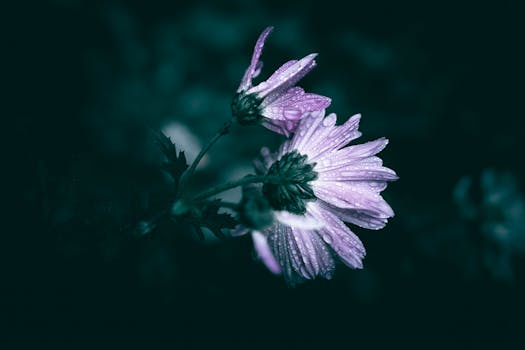 Close-up of a purple flower with dew drops on petals, set against a dark, moody background.