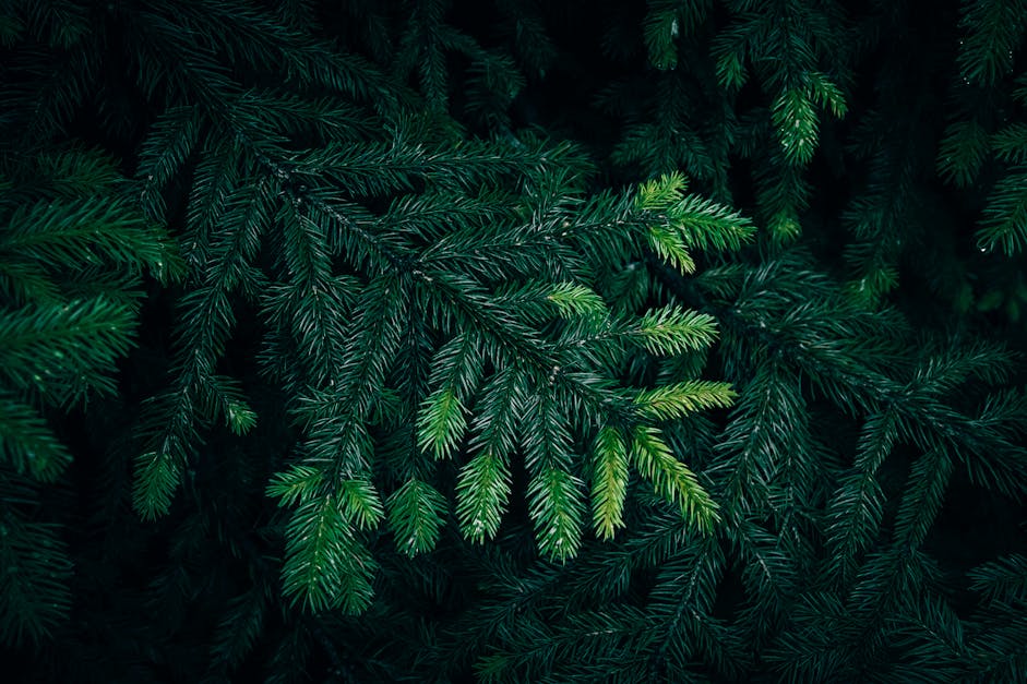 Background Of Pine Branches. Coniferous Green Texture. Stock Photo, Picture  and Royalty Free Image. Image 117726891.