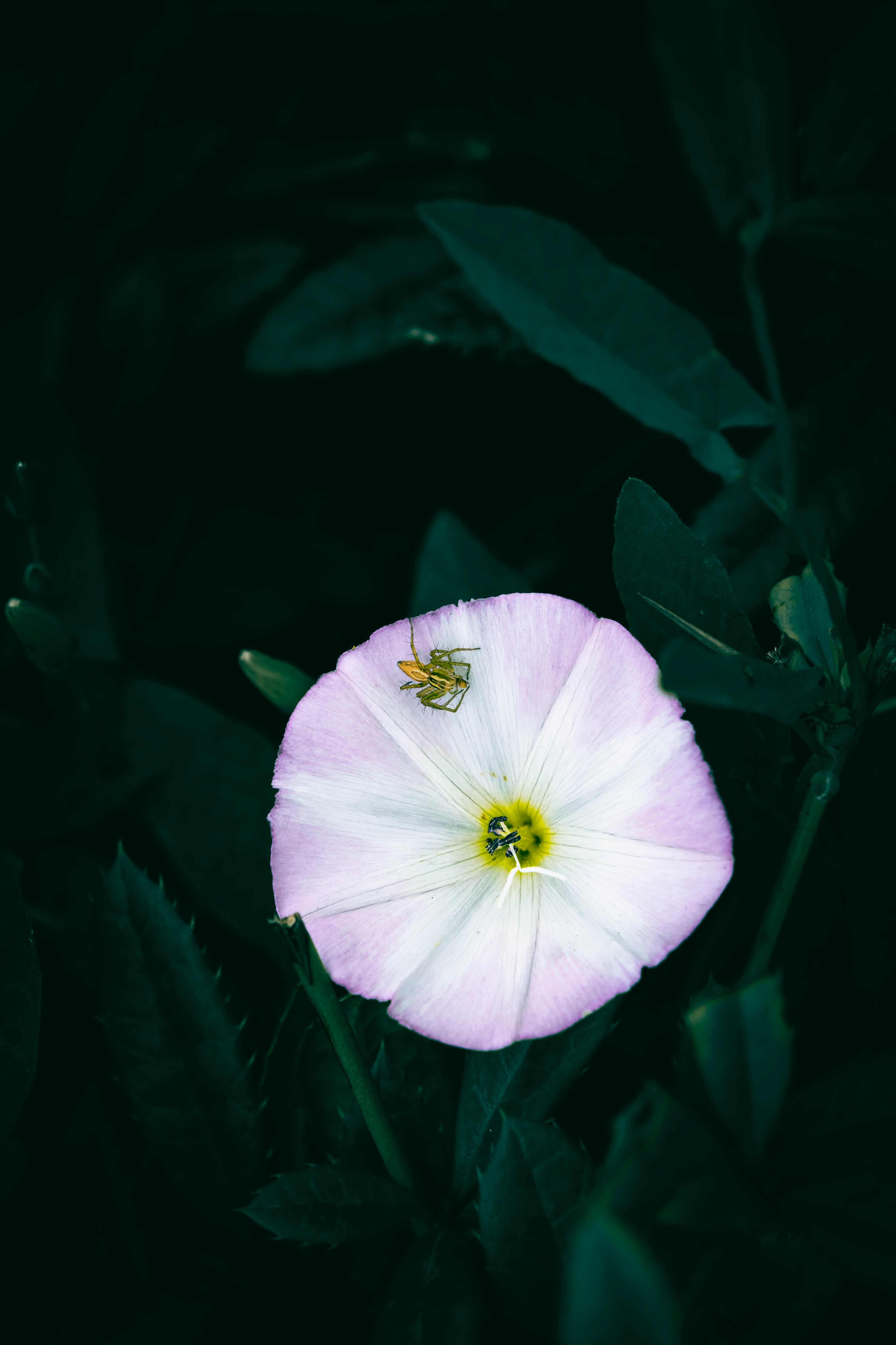 a close up of a white and pink hedge bindweed flower with a small spider on it