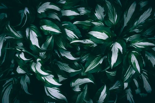 Free Dark and artistic close-up of hosta leaves with white stripes creating a moody, natural background. Stock Photo