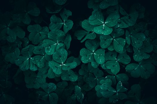 Moody clover field with fresh dew drops on dark green leaves, conveying a sense of natural growth and luck.