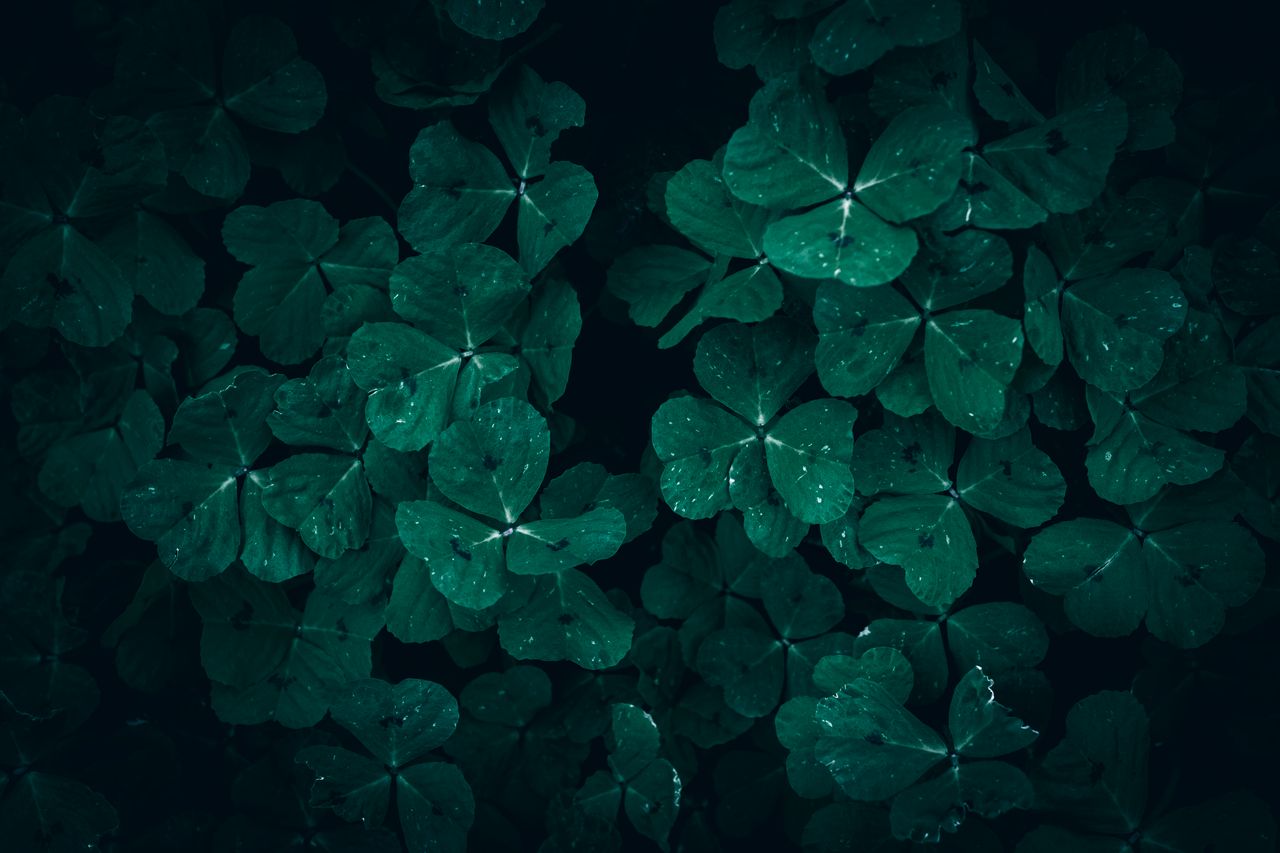 moody clover field with fresh dew drops on dark green leaves conveying