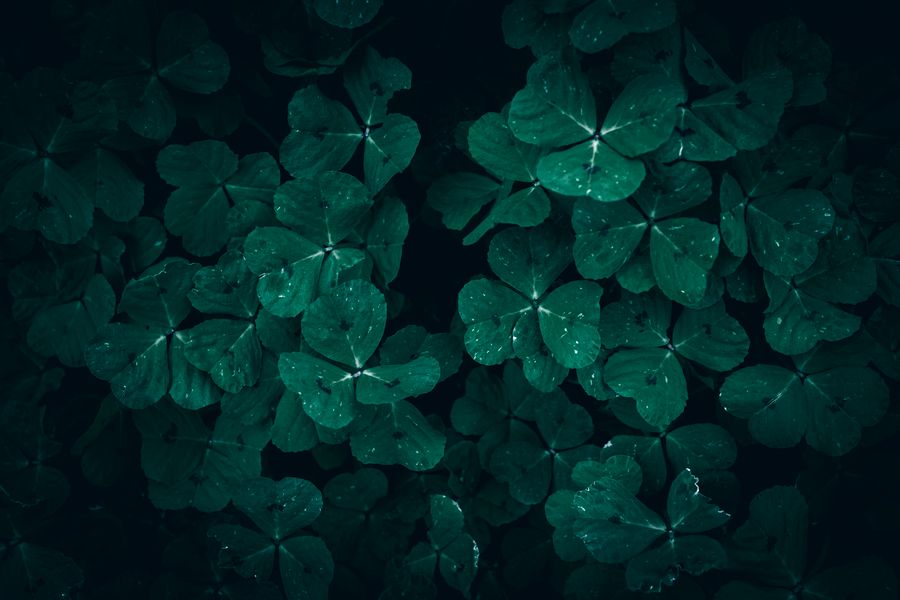Dew on dark green clover leaves — photo by Wyxina Tresse on Pexels