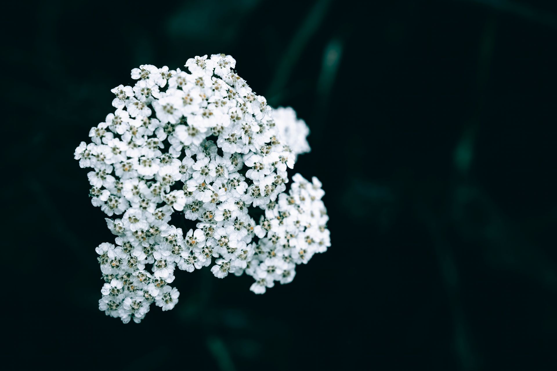A close-up image of white yarrow flowers blooming against a dark background, showcasing their delicate petals.