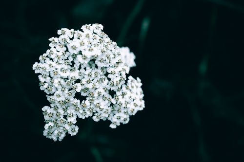 Free A close-up image of white yarrow flowers blooming against a dark background, showcasing their delicate petals. Stock Photo