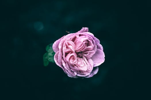 Close-up of a pink rose with dew drops, isolated against a dark background, capturing natural beauty.