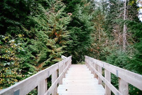 Wooden Footbridge in Forest