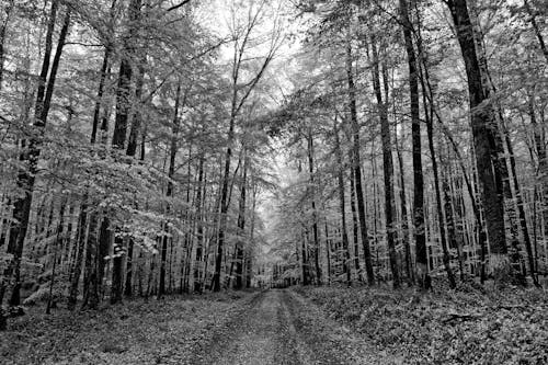 Deciduous Forest in Black and White