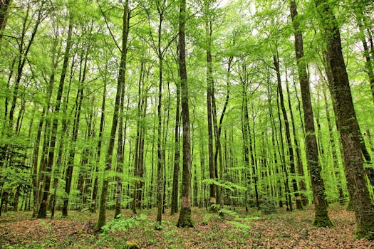 Immagine gratuita di abbaiare, alberi, ambiente