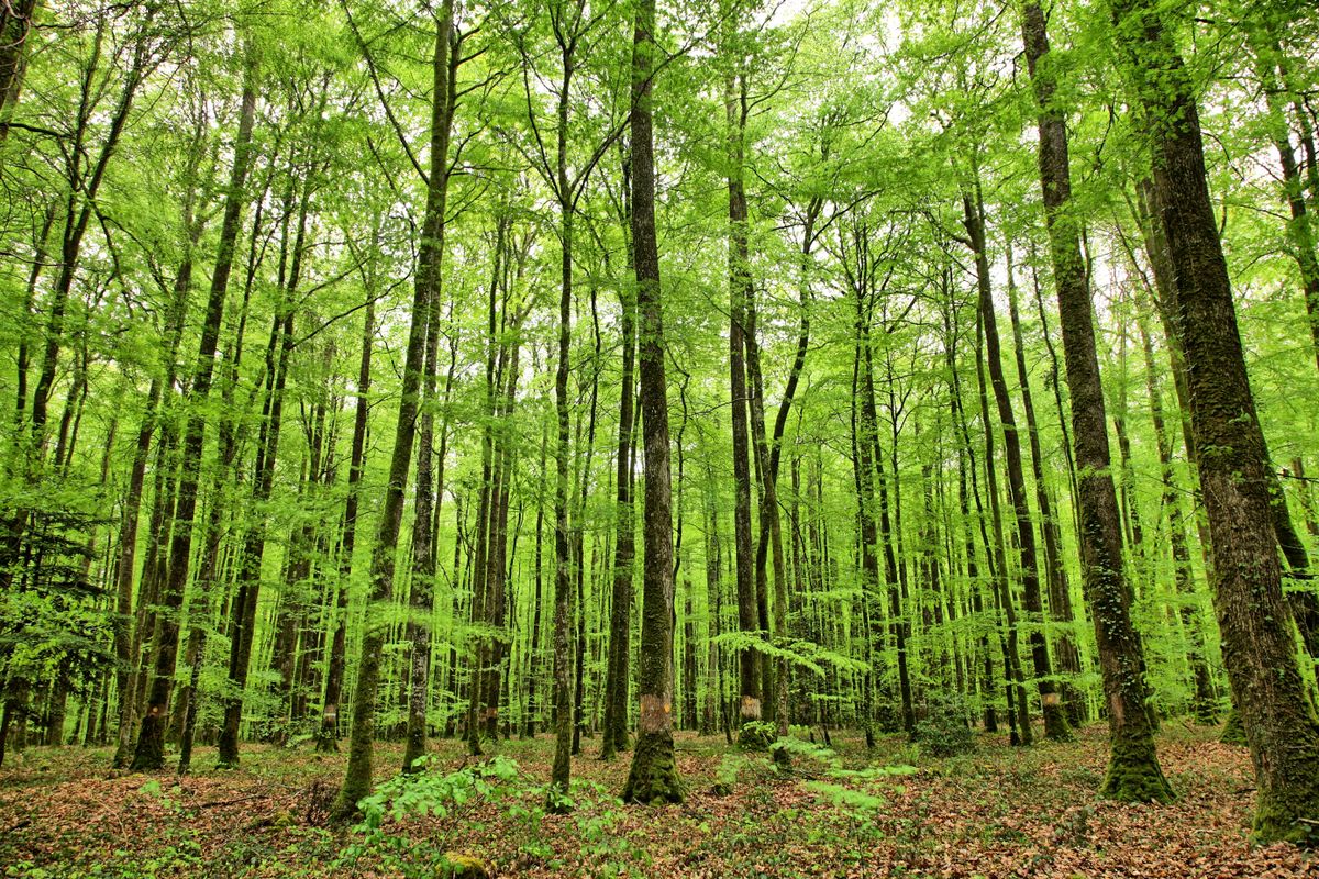 Bomenkruinen met groen bladerdak tegen de lucht