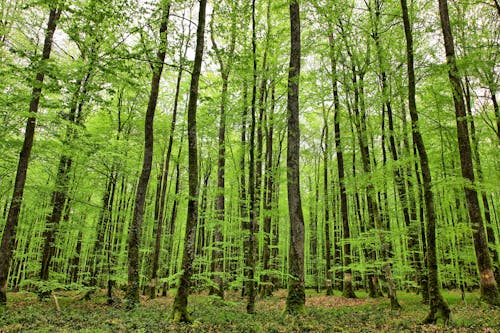Trees with Green Leaves in Normandy, France