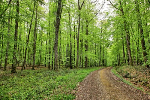 Footpath Among Trees in Forest in Normandy, France