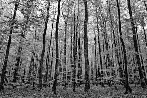 Tree Trunks in Dense Forest