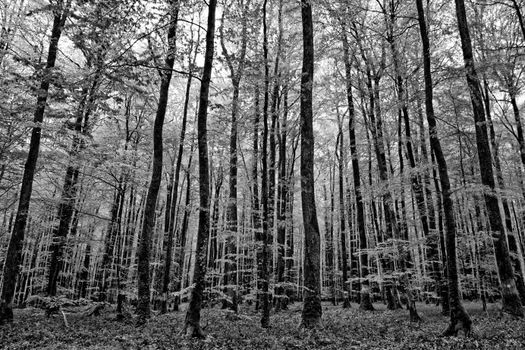 Black and white woodland view in Mortagne-au-Perche, capturing towering trees.