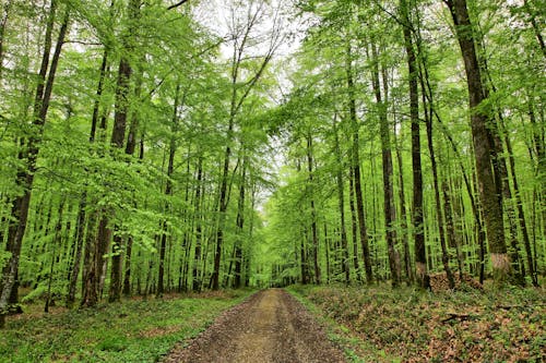Immagine gratuita di alberi, boschi, direzione