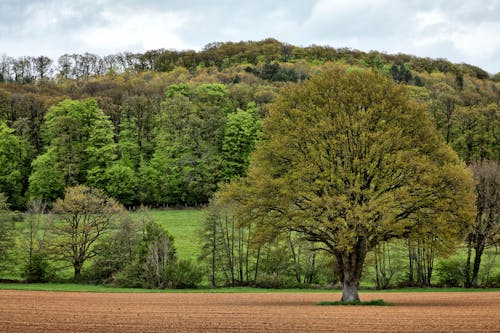 Darmowe zdjęcie z galerii z brązowe pole, drzewo, francja