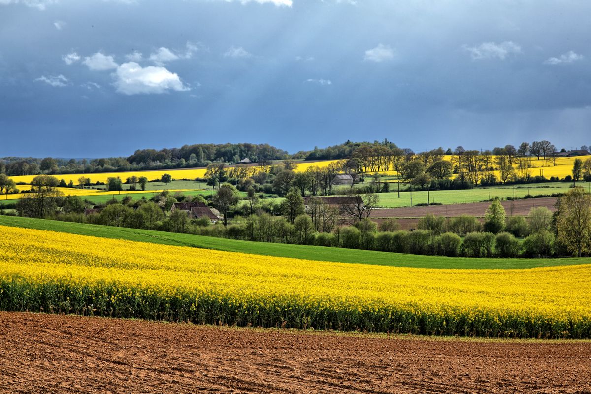Champs dans la campagne