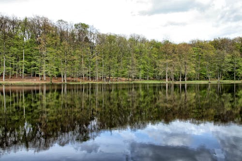 Imagine de stoc gratuită din arbori veșnic verzi, codru, lac