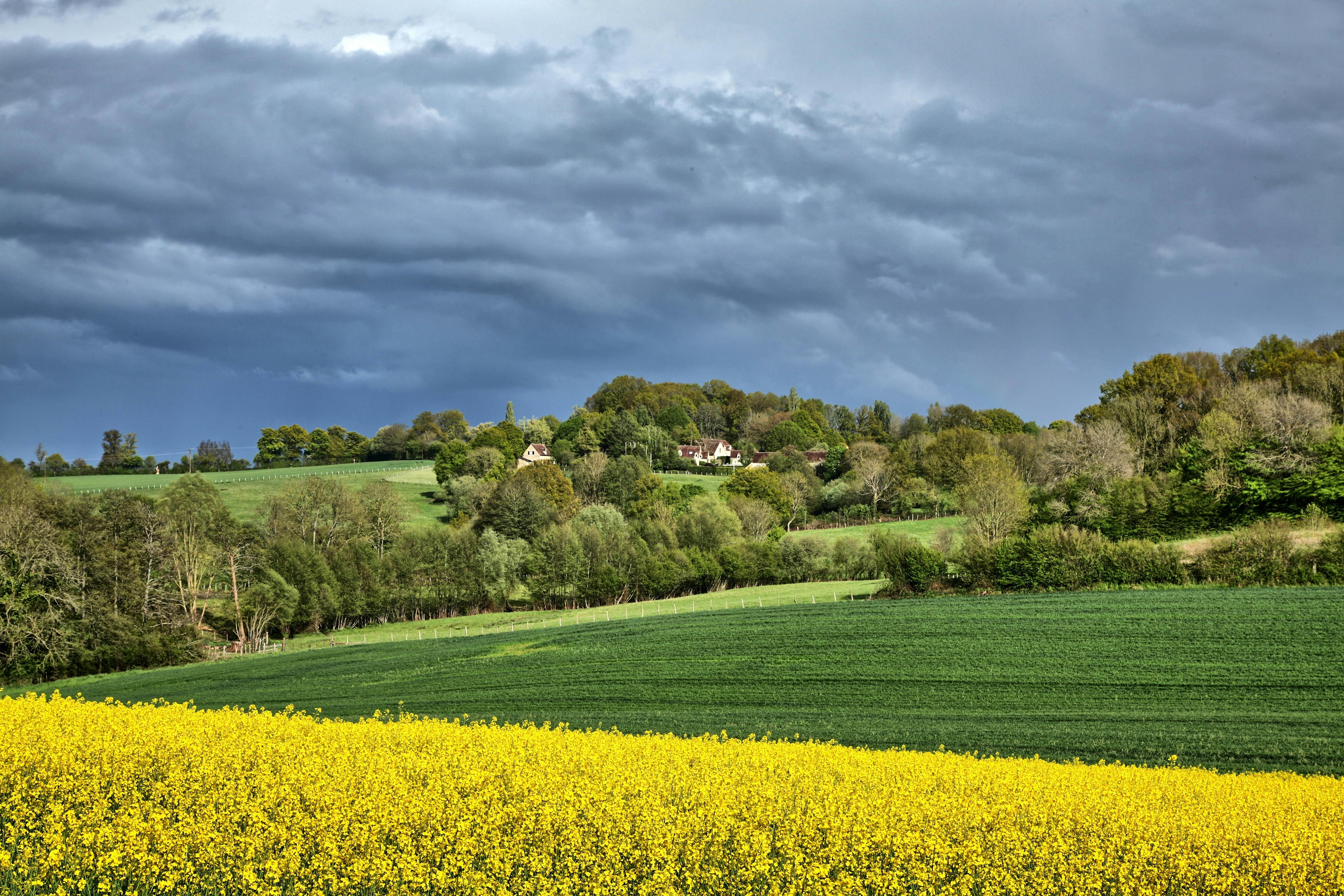 A field of yellow flowers under a cloudy sky · Free Stock Photo