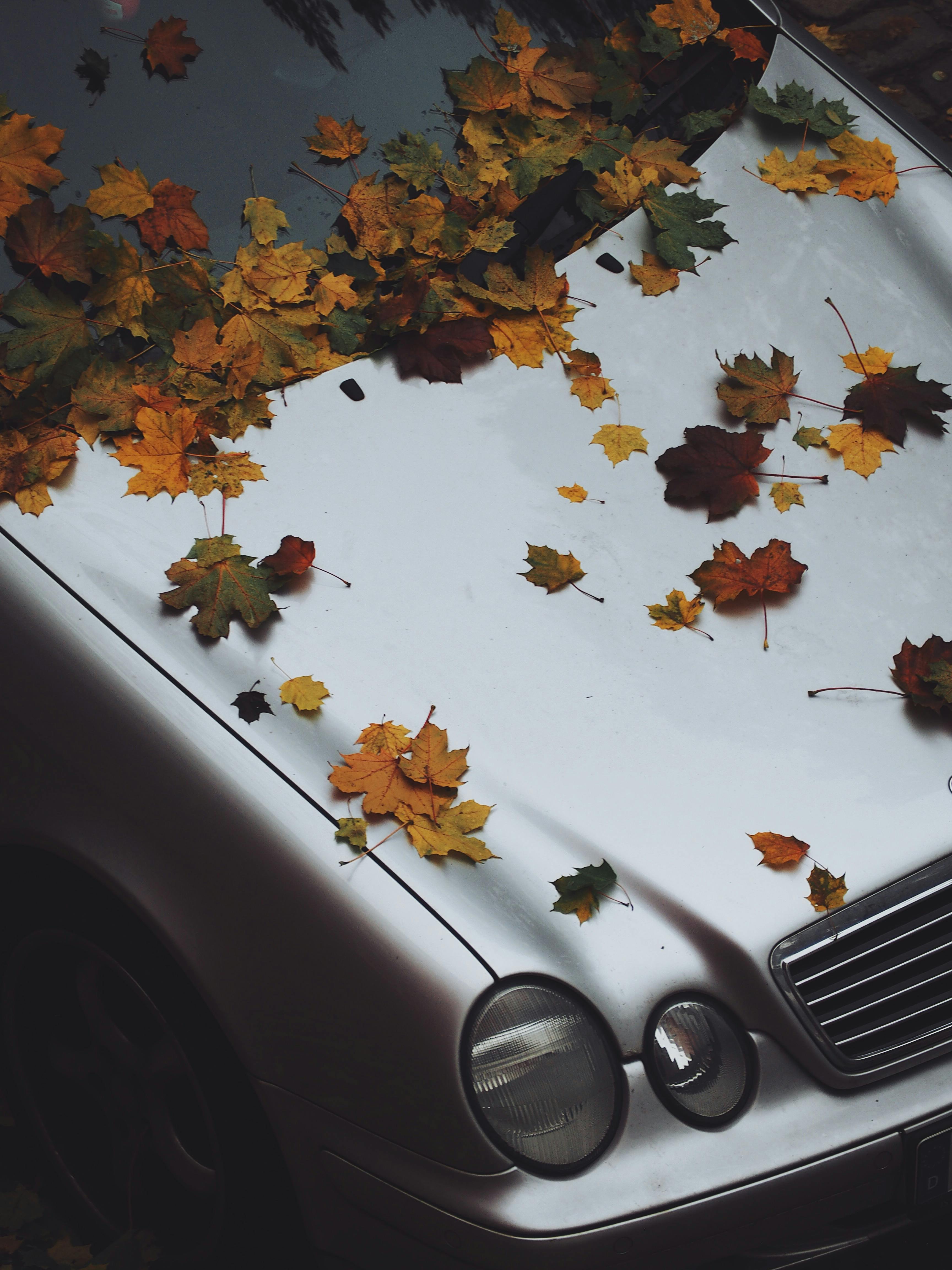 Silver car hood with vibrant autumn leaves in Berlin, capturing the fall season's essence.