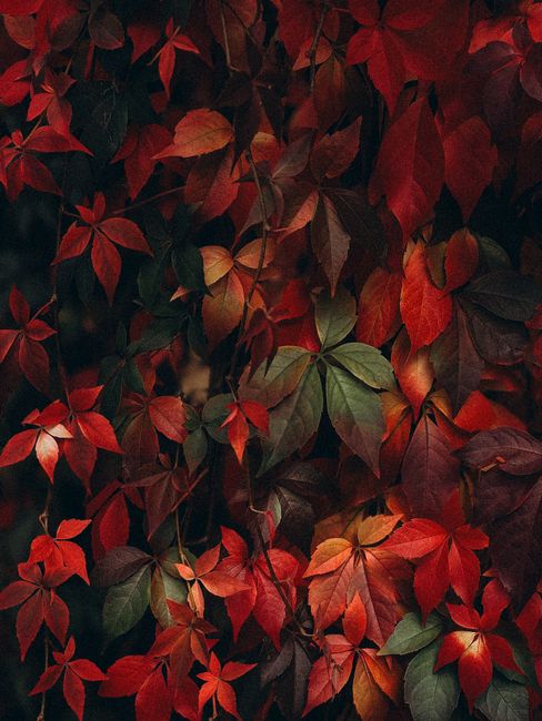 Explore the rich tapestry of autumn foliage, showcasing vibrant reds and greens in Berlin.