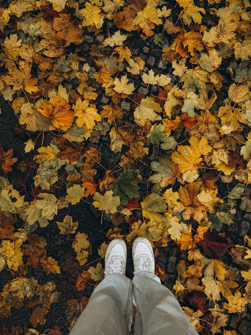 Colorful Leaves around Legs of Person Standing on Ground in Autumn