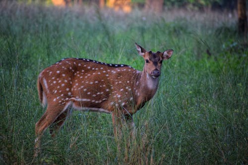 Spotted Deer in Grassland