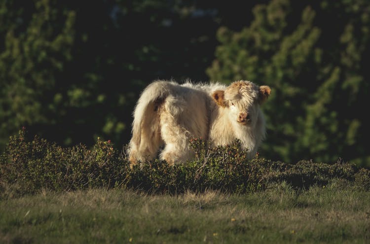 Hairy Calf Of A Highland Cow