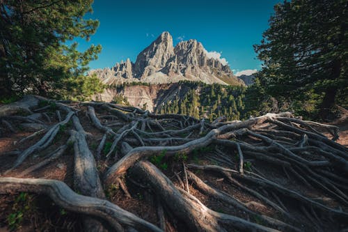 Tree Roots and Peitlerkofel Mountain in the Italian Dolomites